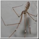 Pholcus phalangioides - Grosse Zitterspinne 01 9mm.jpg